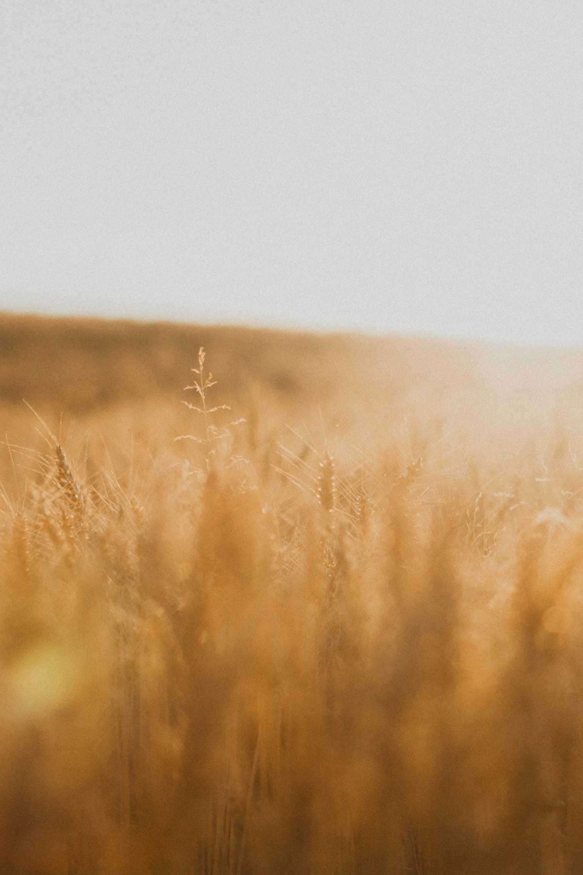 Un campo de trigo al amanecer